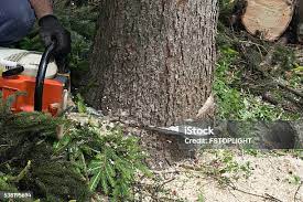 Best Hedge Trimming  in Norman Park, GA