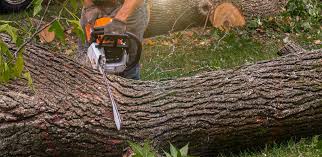 Best Lawn Pest Prevention  in Norman Park, GA