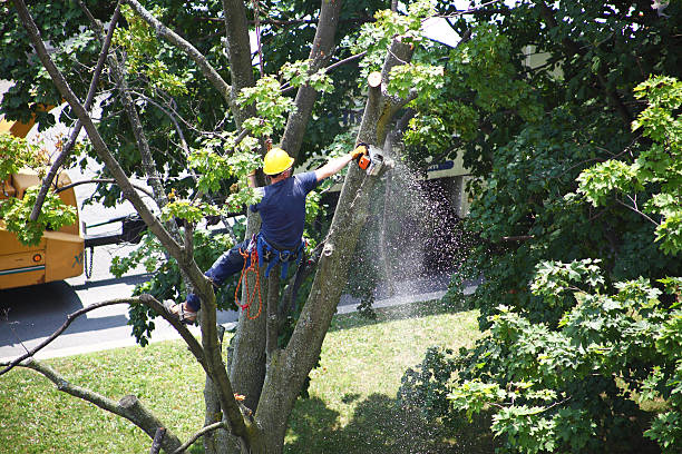 Best Tree Preservation Services  in Norman Park, GA
